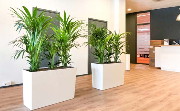 Pa omvang Schepsel Luchtzuiverende plantenbak creëert veilig binnenklimaat op school en kantoor  - bouwenwonen.net