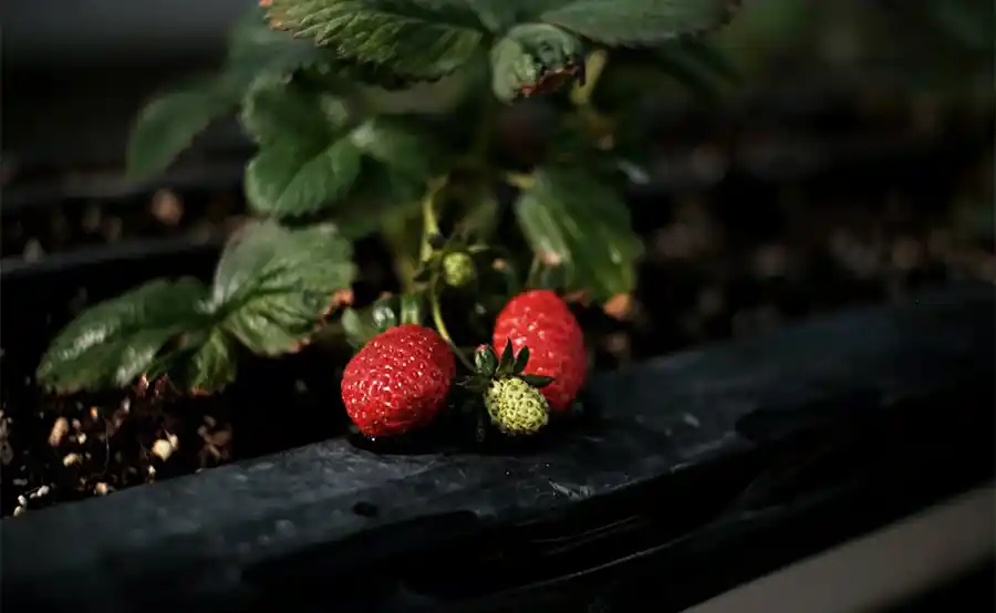 Tuintips voor een zomerse derde week van juli