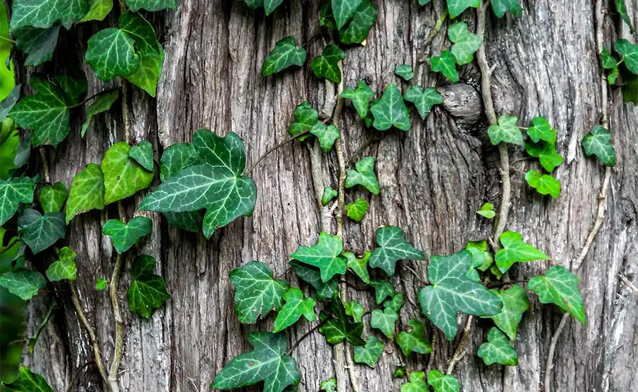 Wanneer moet je de bomen in je tuin snoeien?