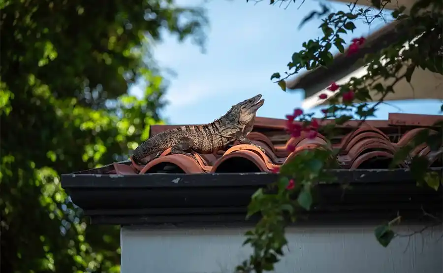 Ontdek de 7 meest voorkomende problemen tijdens een dakinspectie