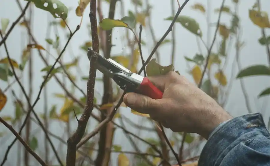 September is volgens experts dé maand om je tuin winterklaar te maken