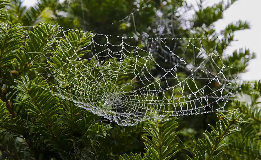 Tuintips voor de derde week van september