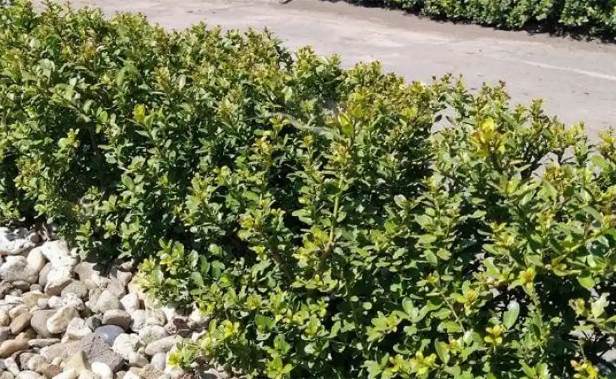 Ilex crenata: een groenblijvende haagplant, ideale buxus vervanger