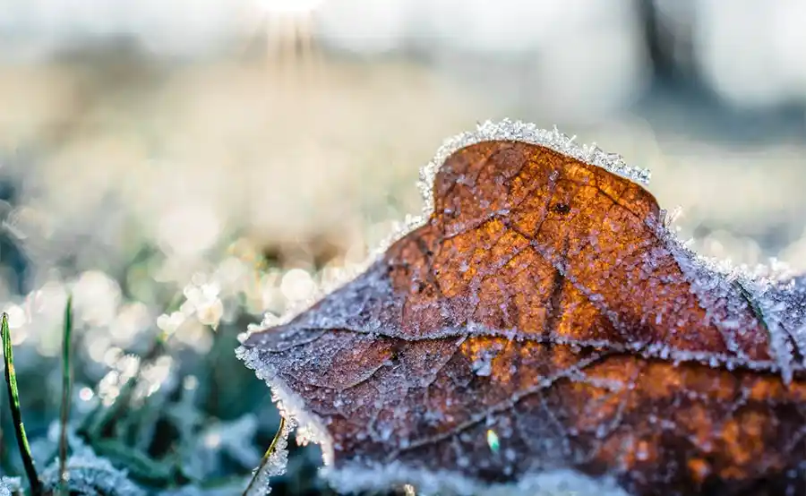 Tuintips: Het is tijd om bloembollen te planten en tijd voor gezelligheid