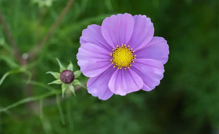 Zo maak je je tuin klaar voor de lente