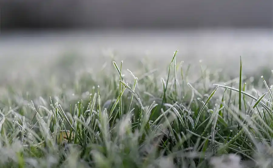 Wat kun je doen in de tuin in de tweede week van december?