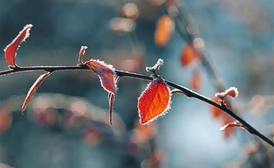 Praktische tuintips voor eind januari: onderhoud en oogsten in de winter