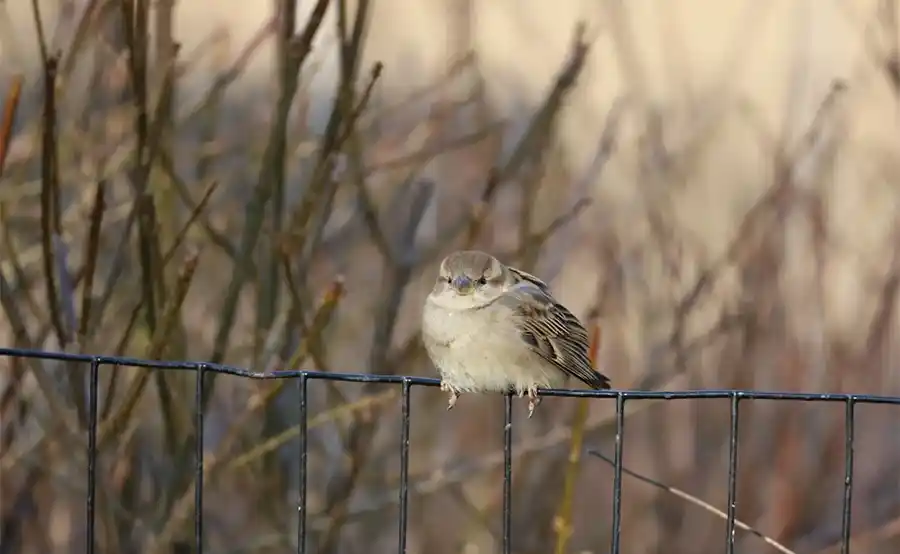 Haal het voorjaar in je tuin: praktische tips voor eind januari en februari