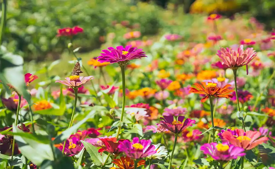 Hoe maak je je tuin een stuk duurzamer?