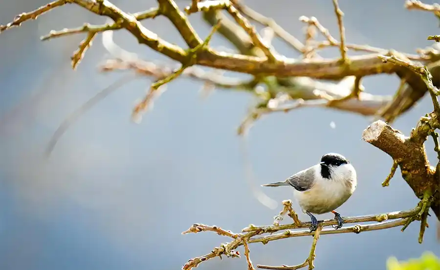 Tuintips voor de eerste week van maart: Het echte tuinseizoen gaat van start