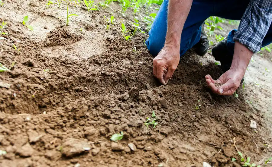 Tips voor het tuinonderhoud in maart: Wat kun je doen?