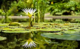 /Een-tuinvijver-aanleggen-zo-breng-je-leven-in-jouw-eigen-tuin/