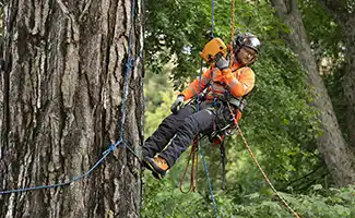 Betere boomverzorging dankzij geavanceerde technologie