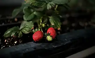 Tuintips voor een zomerse derde week van juli