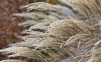 Kuipplanten en siergrassen: Dit zijn de tuintips voor de eerste week van september