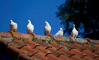 Houd je dak gezond: 8 tips voor een langere levensduur