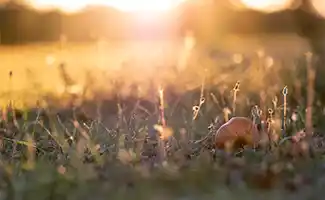  Tuintips voor de laatste week van september: Tijd om het gazon te verticuteren