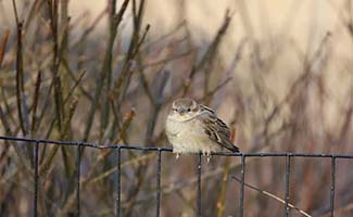 /Haal-het-voorjaar-in-je-tuin-praktische-tips-voor-eind-januari-en-februari/