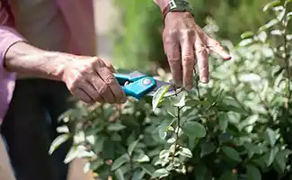 Welke planten kun je beginnen te snoeien in februari?