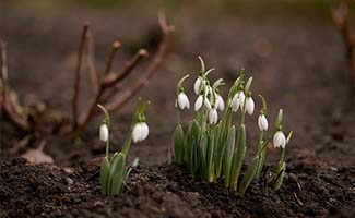 /Tuintips-voor-het-vroege-voorjaar-bemesten-reinigen-en-beschermen-van-de-tuin/