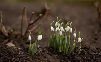 Tuintips voor het vroege voorjaar: bemesten, reinigen en beschermen van de tuin