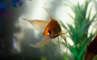 /De-verschillende-soorten-aquariums-welke-past-in-jouw-huis/