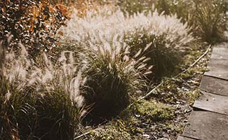 /Lente-in-de-tuin-Zo-bereid-je-planten-en-grassen-voor-in-maart/